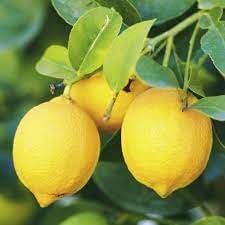 Eureka Lemon Grafted Fruit Seeds for Planting