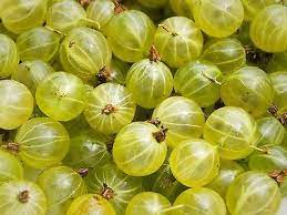 European Gooseberry Seeds (Ribes uva-crispa) for Planting