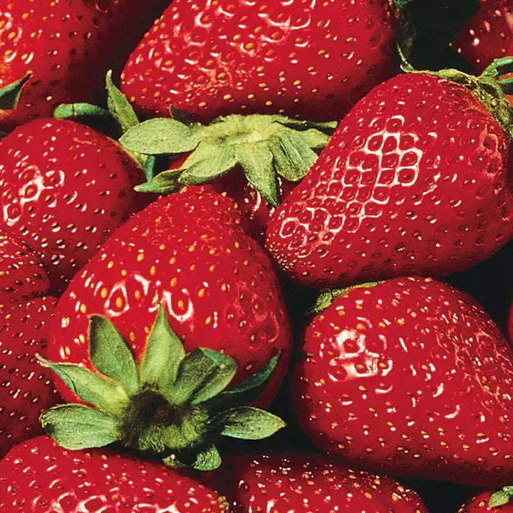 Eversweet Everbearing Strawberry Seeds for Planting