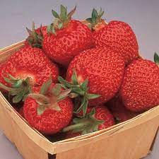 Eversweet Everbearing Strawberry Seeds for Planting