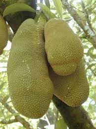 Eviarc Jackfruit Seeds for Planting