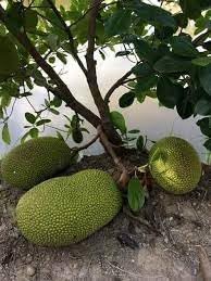 Eviarc Jackfruit Seeds for Planting