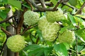 Exotic Annona Squamosa (Sugar Apple) Seeds