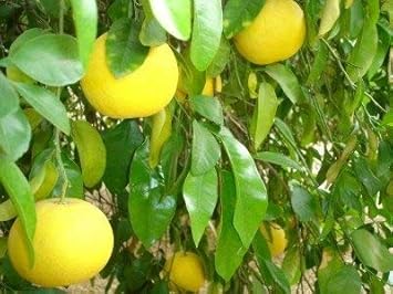 Exotic Baboon Lemon Fruit Seeds for Planting
