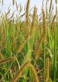 Exotic Yellow Foxtail Grass Seeds