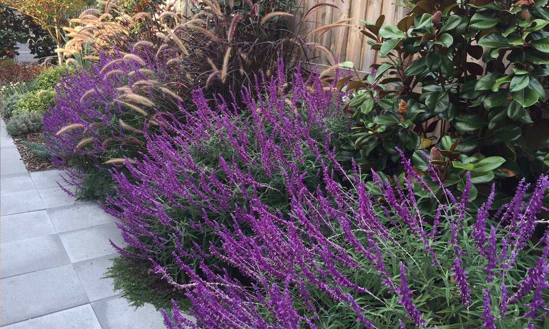 Lavendel Barbara Blomsterfrø til udplantning - 100 stk