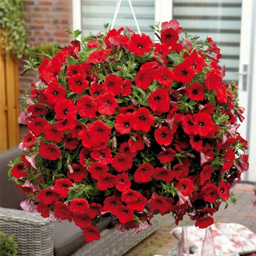 Red Petunia Hanging Flower Seeds for Planting - Heirloom, NON-GMO Seeds - Beautiful Garden Blooms