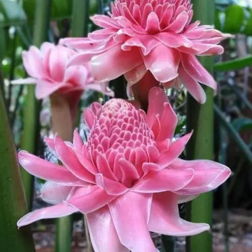 Pink Torch Ginger Flower Seeds for Planting - 100 pcs