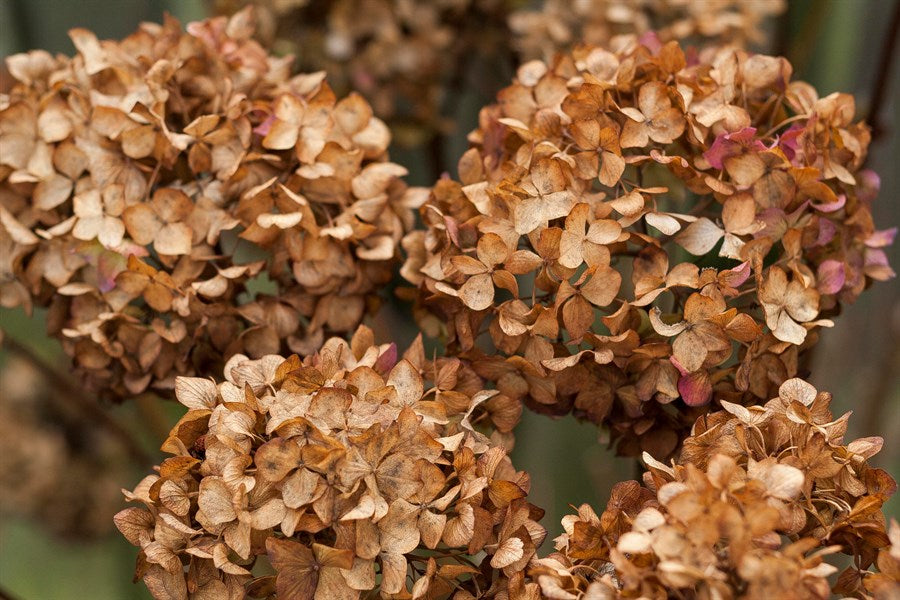 Hortensia Blomsterfrø Brune til udplantning, 100 stk