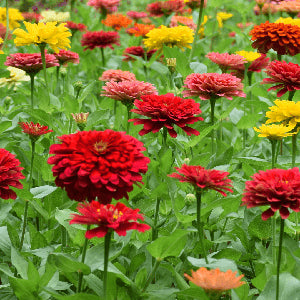california giant flower seeds