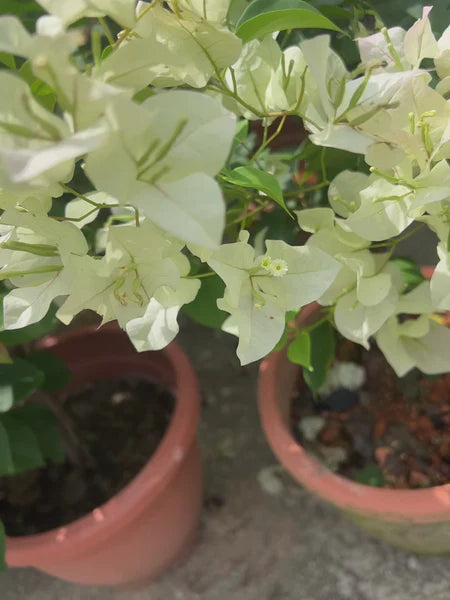 Green Bougainvillea Climbing Flower Seeds – Heirloom Non-GMO High Germination Organic Garden Vine Seeds