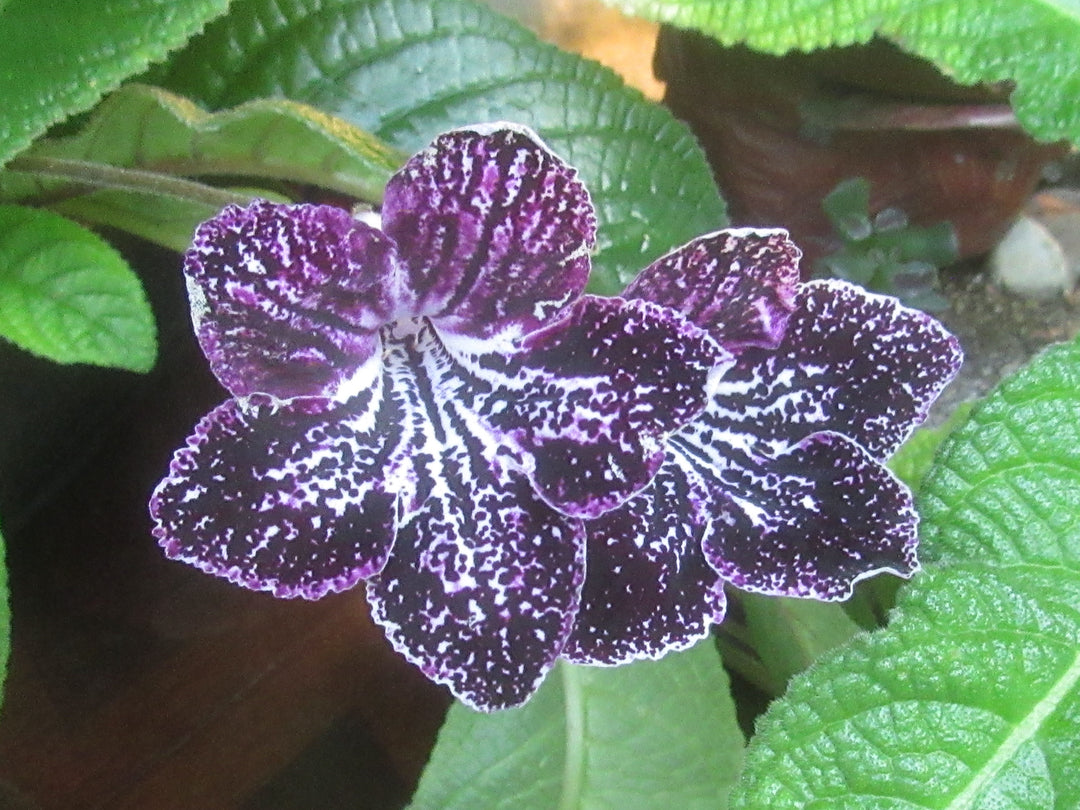 Streptocarpus Seeds for Planting - 100 pcs