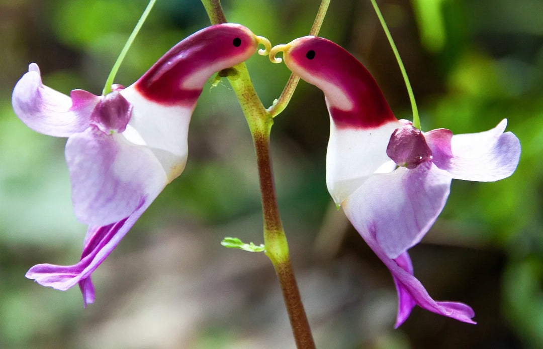 parrot flower seeds Heirloom Parrot Orchid Flower Seeds, Non-GMO Exotic Tropical Blooms for Decorative Garden Planting