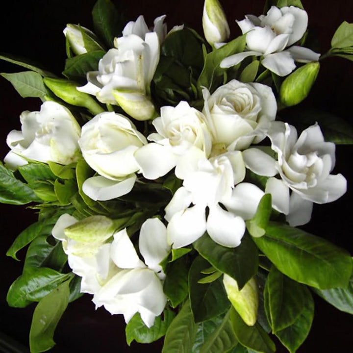 Green White Gardenia Flower Seeds for Planting – Heirloom, Non-GMO, Organic Seeds