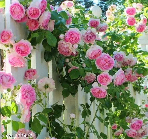 Pink White Holland Rose Flower Seeds for Planting 100 pcs