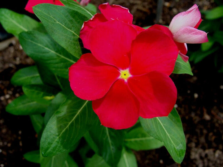 Red Vinca Rosea Flower Seeds for Garden Planting - Non-GMO, Heirloom Seeds for Easy Growth