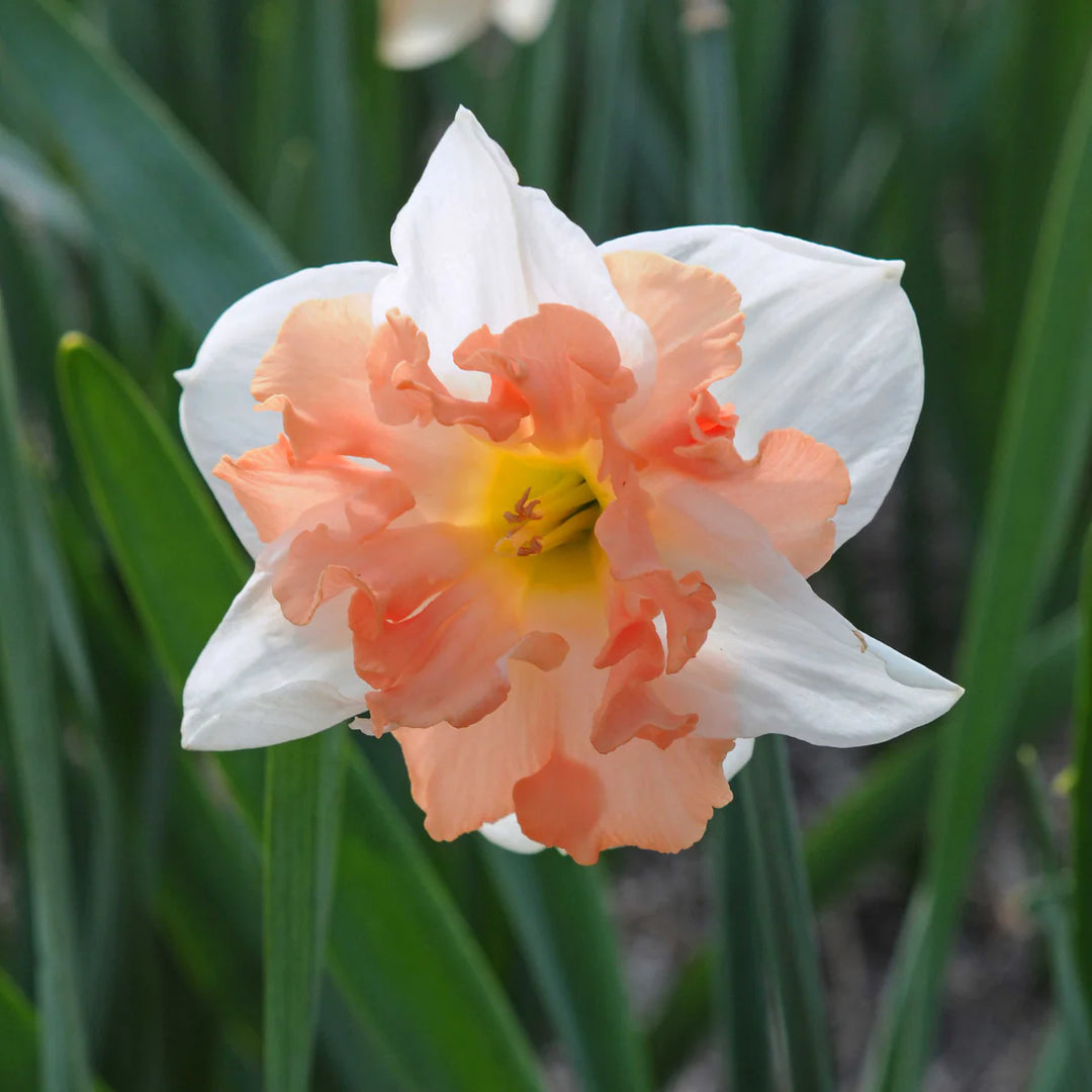 Peach White Daffodils Flower Seeds for Planting – Heirloom, Non-GMO, High Germination Garden Flowers