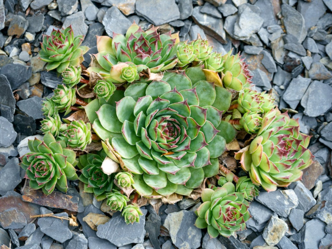 Hens and Chicks Plant Seeds for Planting - 100 pcs