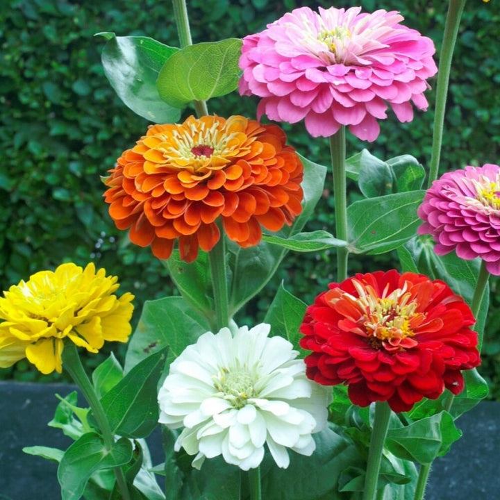 Blandede Helichrysum blomsterfrø til plantning - 100 stk