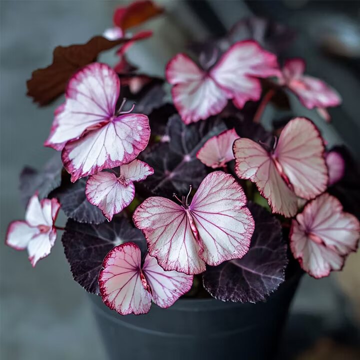 Moonlight Butterfly Begonia Pink/White Seeds – Heirloom Non-GMO, Organic Garden Seeds