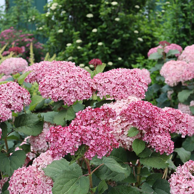 Heirloom Hydrangea Flower Seeds for Planting 100 pcs