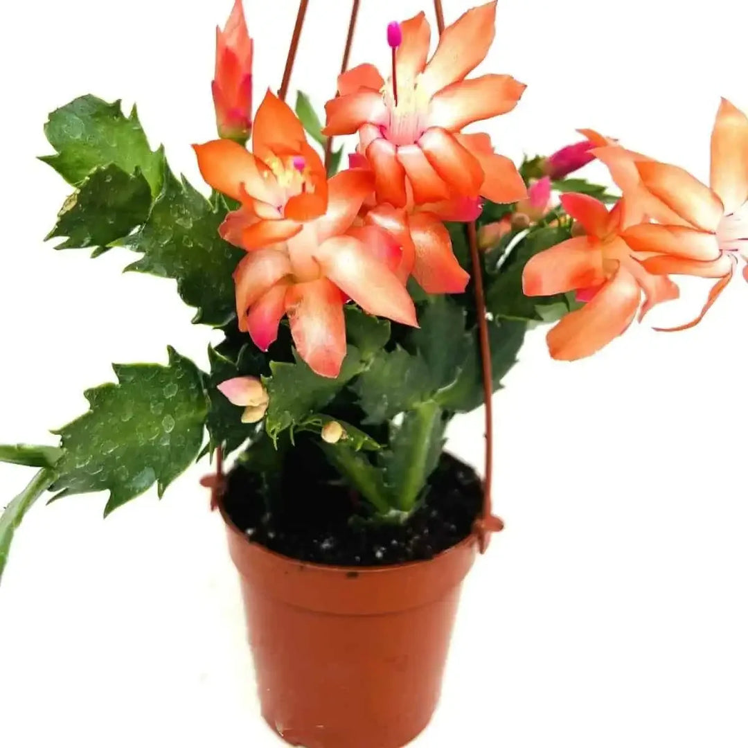 Orange Schlumbergera Plant Seeds for Planting – Heirloom, Non-GMO, High Germination Christmas Cactus Seeds