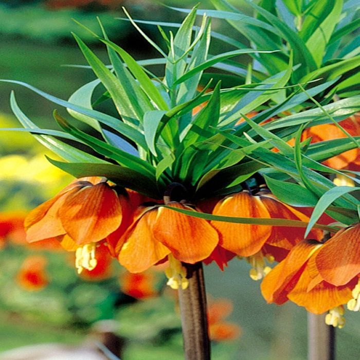 Purple Crown Imperial Flower Seeds – Heirloom Non-GMO High Germination Organic Garden Seeds for Planting