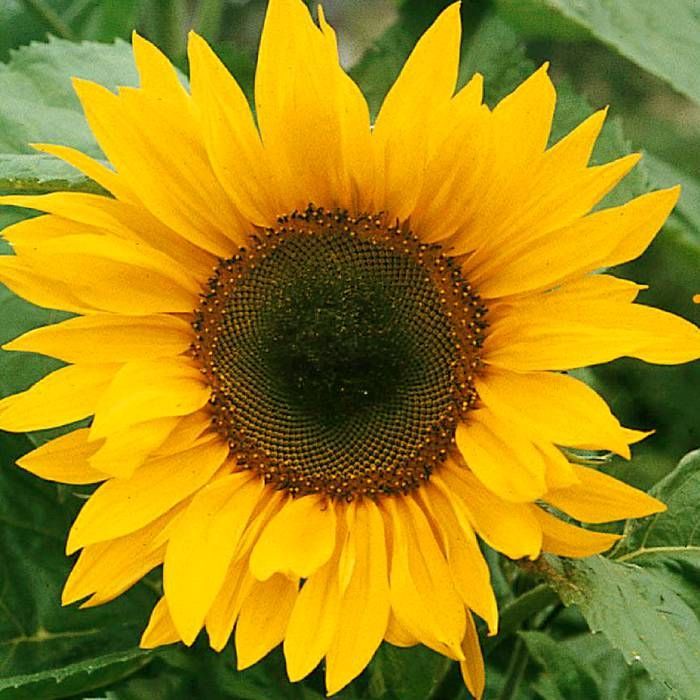 Skyscraper Sunflower Seeds – Heirloom, Non-GMO, High Germination Organic Garden Flower Seeds for Planting