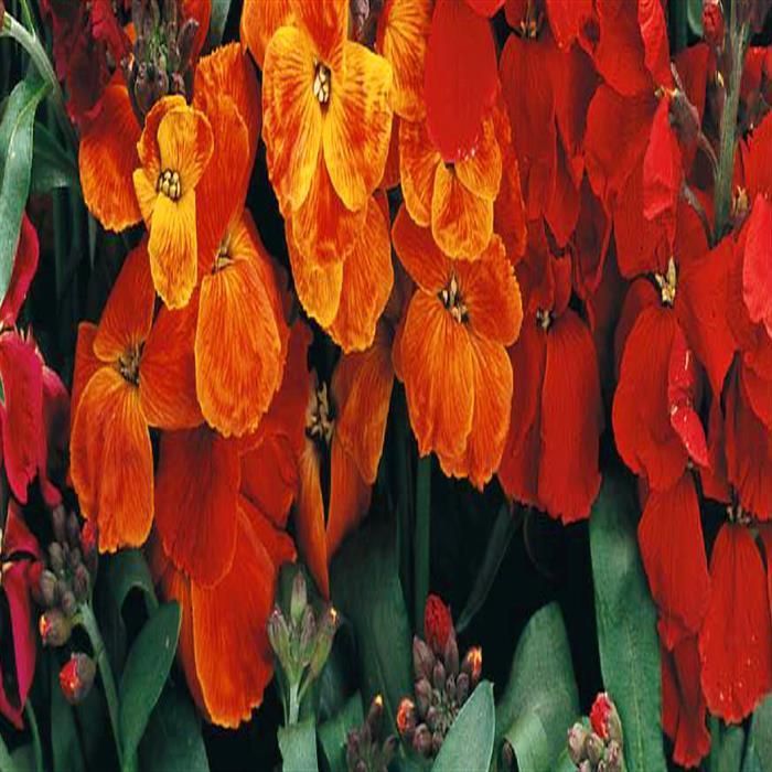 Orange Utricularia Flower Seeds for Planting - 100 pcs