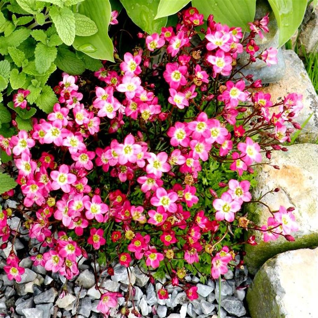 pink saxifraga flower seeds