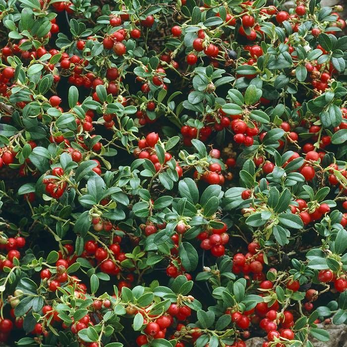 Vaccinium Vitis Fruit Seeds for Planting - Lush Berry Bushes with High Yield, Heirloom Seeds