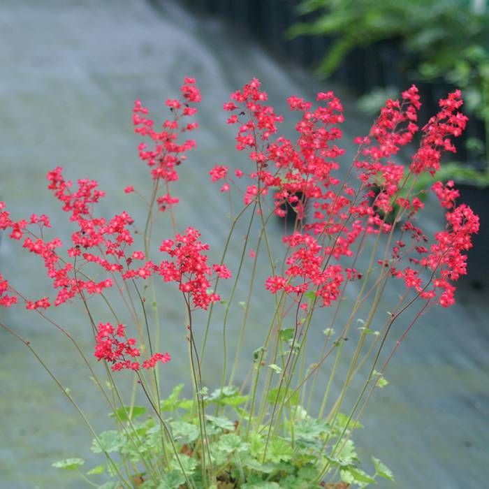 Pink Heuchera Plant Seeds for Planting - Heirloom, NON-GMO Seeds for Beautiful Garden Blooms