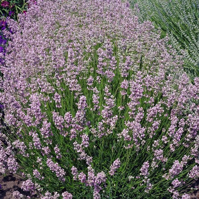 Lyserød lavendelblomsterfrø 100 stk