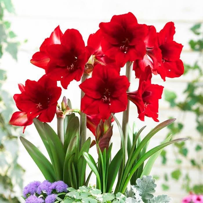 red amaryllis flower seeds
