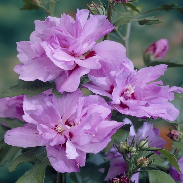 Purple Hibiscus Flower Seeds 100 pcs