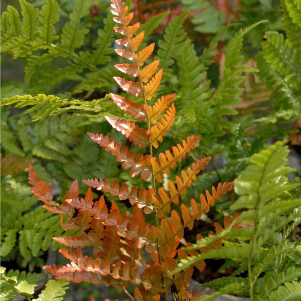 Fern Red Yellow Plant Seeds for Planting 100 pcs