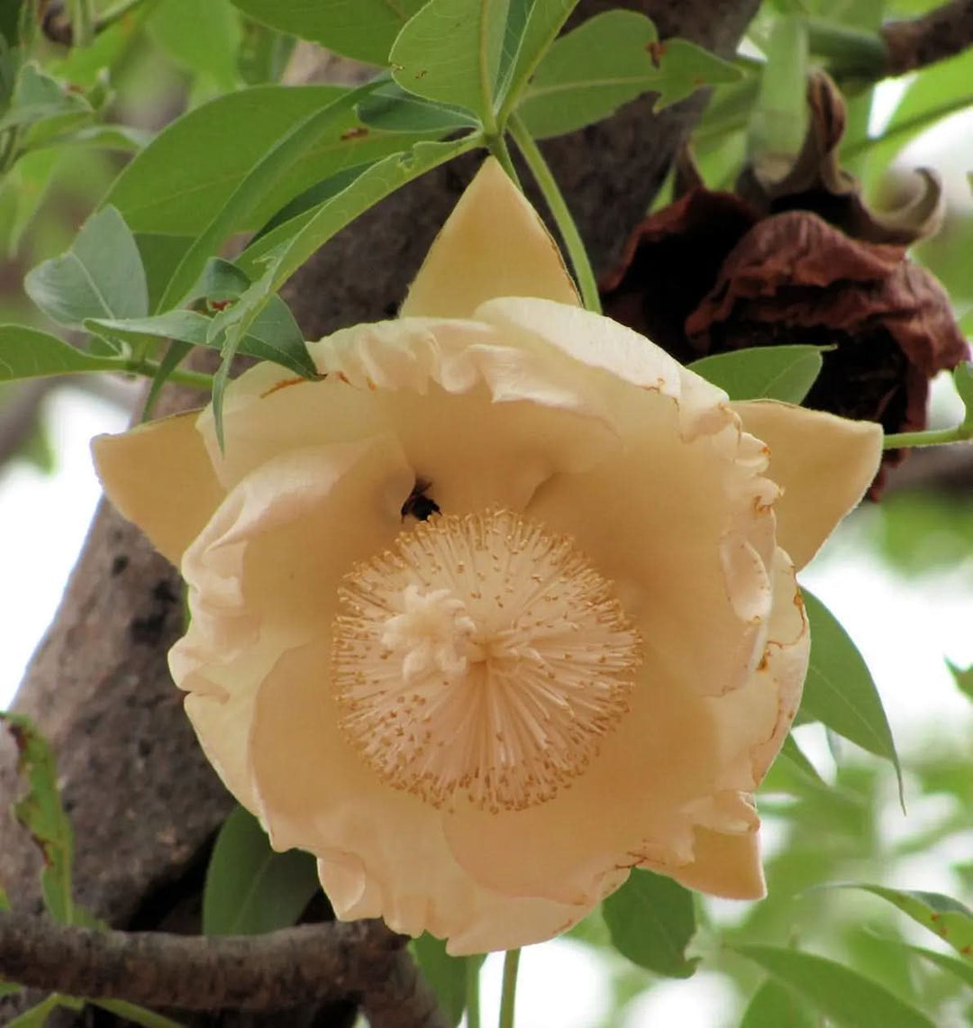 heirloom non flower seeds
