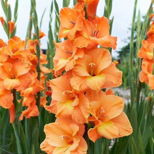 Gul Orange Gladiolus Blomsterfrø - 50 stk