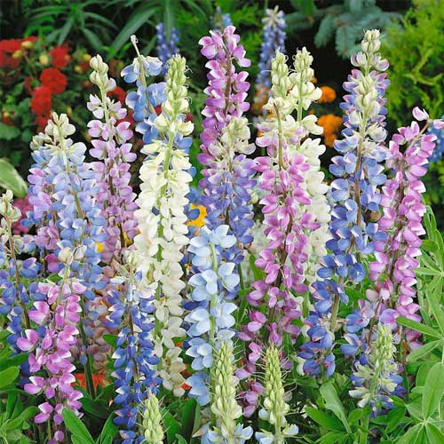 Hartwegii Mix Lupine Flower Seeds for Planting – Vibrant Colors, Heirloom and Non-GMO Garden Seeds