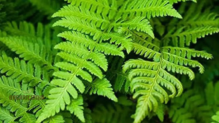 Light Green Fern Plant Seeds for Planting - 100 pcs