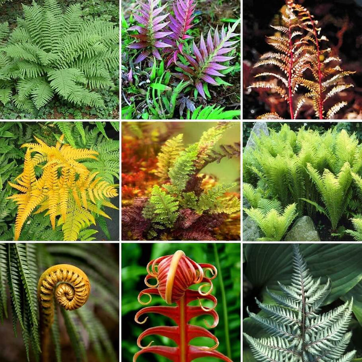 Fern Mixed Colour Plant Seeds for Planting 100 pcs