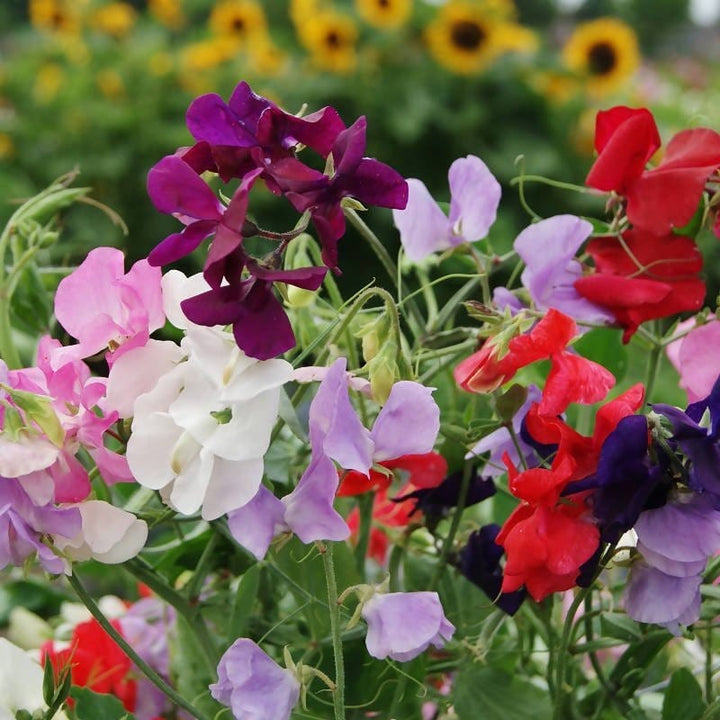 heirloom lathyrus flower seeds