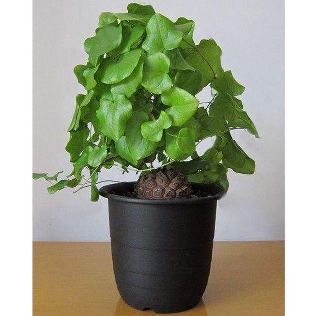 Dioscorea Elephantipes Yam Seeds for Planting - 100 pcs