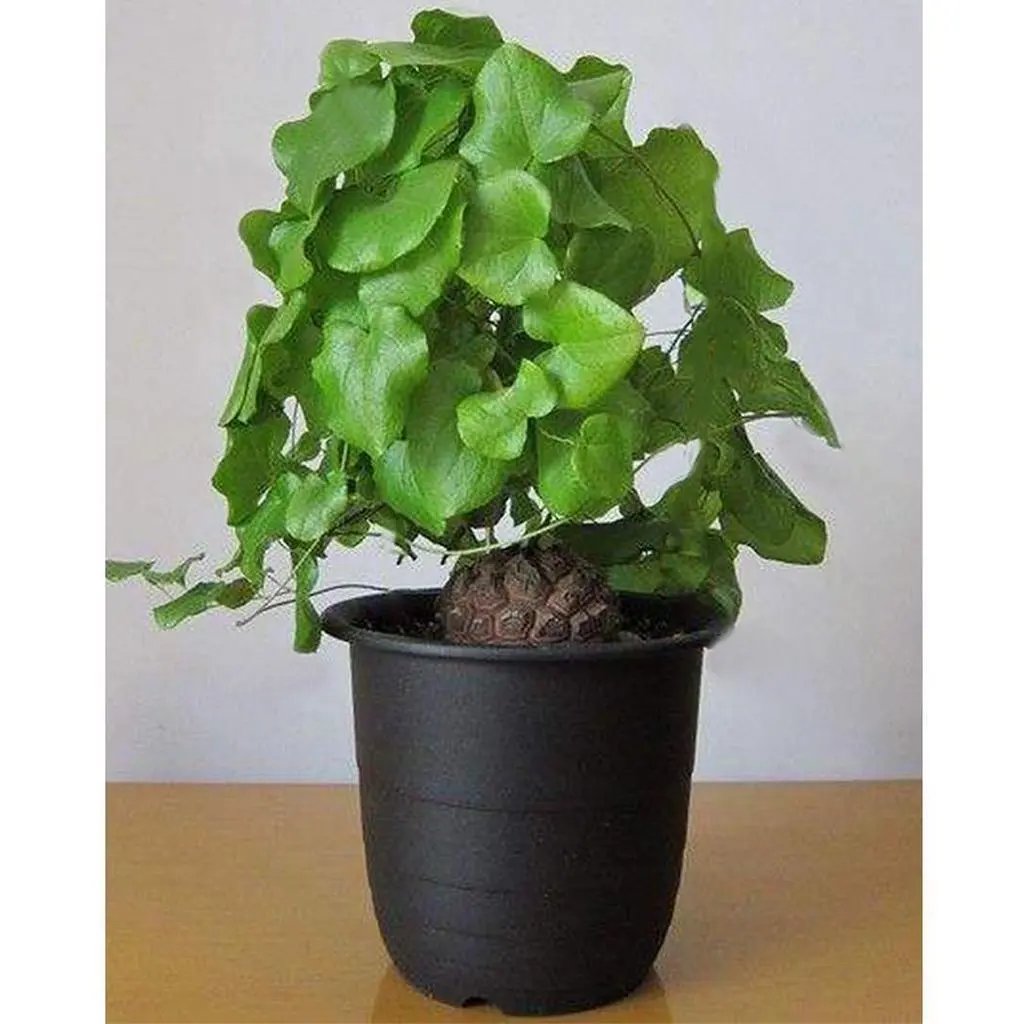 dioscorea elephantipes flower seeds