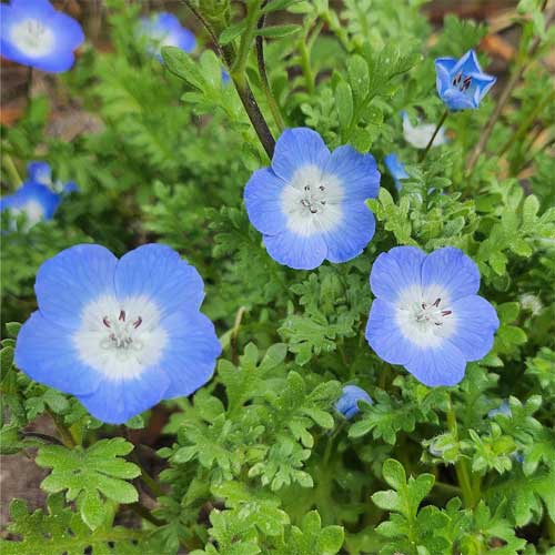 nemophila flower seeds Nemophila menziesii (Baby Blue Eyes) Flower Seeds for Planting – Heirloom & Non-GMO Cool-Season Blooms for Borders and Wildflower Gardens 500 pcs
