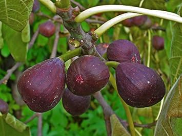 Ficus Carica Fruit Seeds for Planting