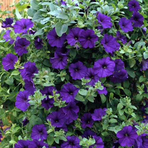 Mørkeblå Petunia Blomsterfrø 100 stk