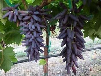 Finger Grapefruit Seeds for Planting
