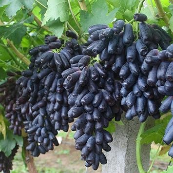 Finger Grapefruit Seeds for Planting