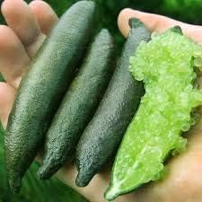 Finger Lime Fruit Seeds for Planting